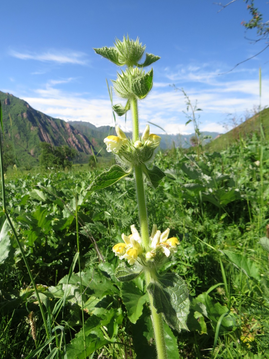 Image of Phlomoides arctiifolia specimen.