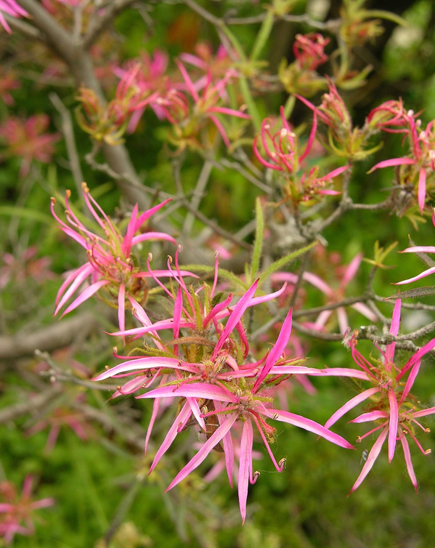 Image of Rhododendron stenopetalum specimen.