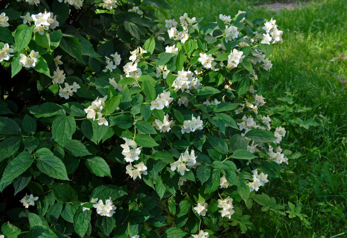 Изображение особи Philadelphus coronarius.