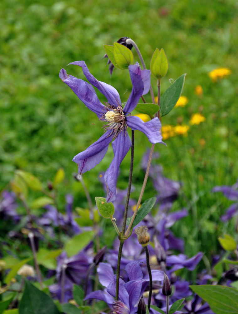 Изображение особи Clematis &times; jackmanii.