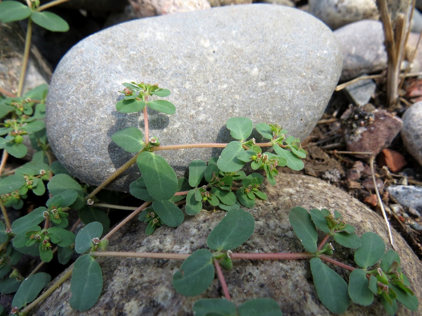 Изображение особи Euphorbia humifusa.