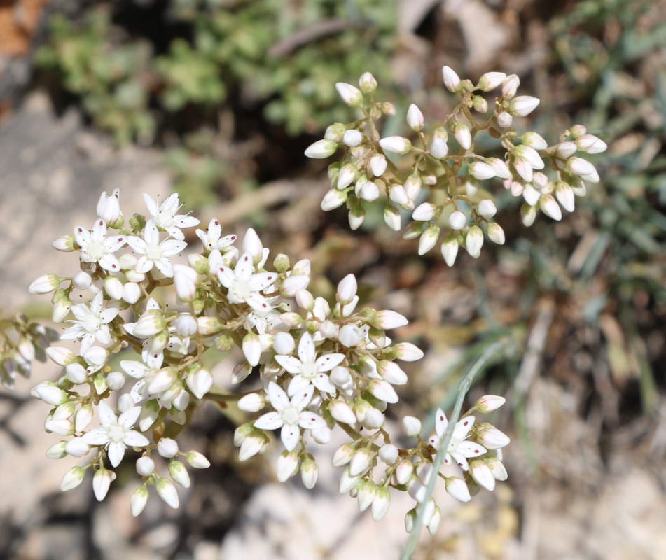 Изображение особи Sedum album.