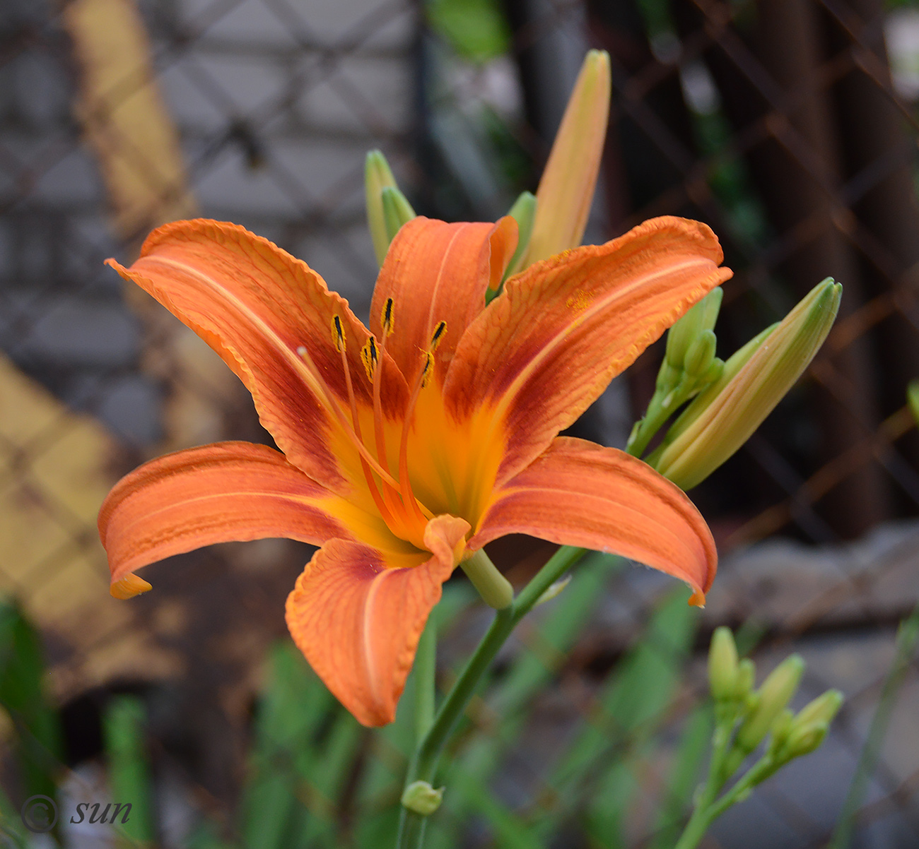 Image of Hemerocallis × hybrida specimen.