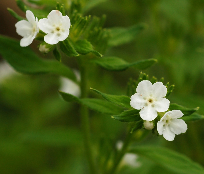 Изображение особи Lithospermum erythrorhizon.