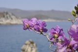 Rhododendron mucronulatum. Верхушки веточек с цветками. Приморье, Партизанский р-н, окр. пос. Врангель, прибрежные скалы. 29.04.2021.