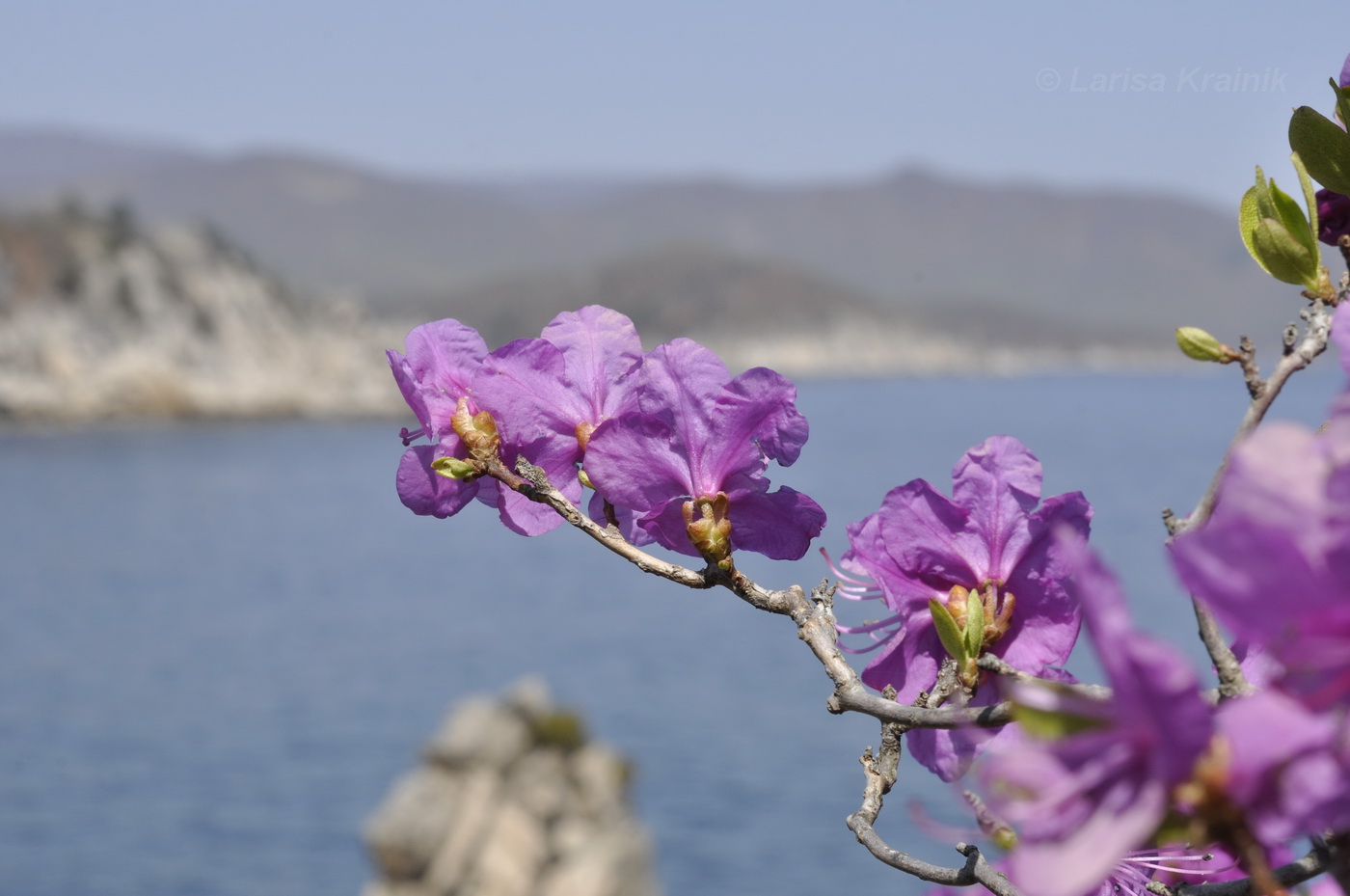 Image of Rhododendron mucronulatum specimen.