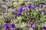 Oxytropis intermedia