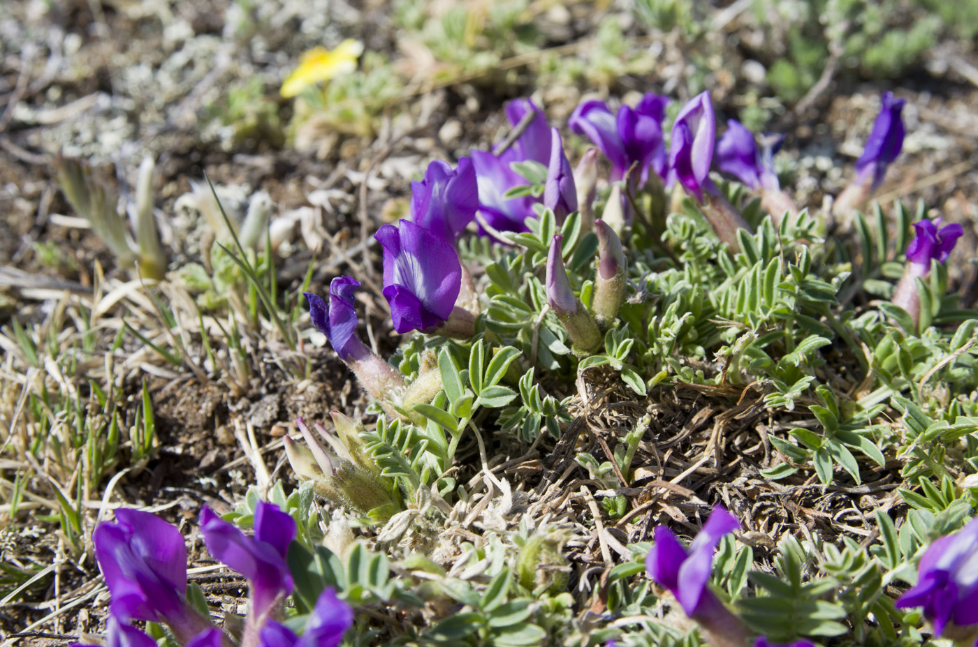 Image of Oxytropis intermedia specimen.