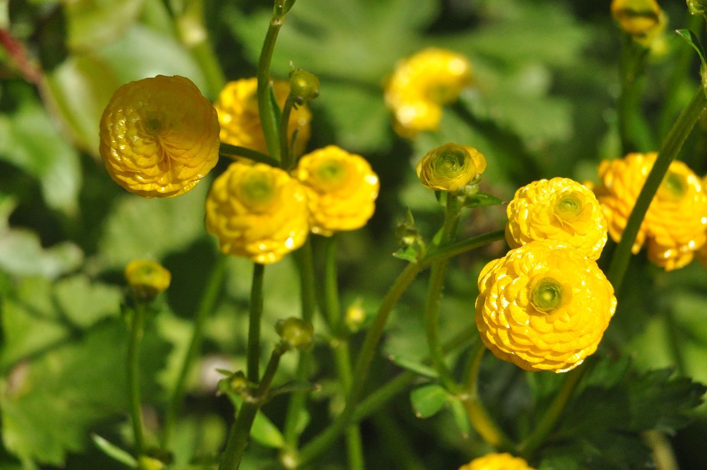 Image of Ranunculus acris specimen.