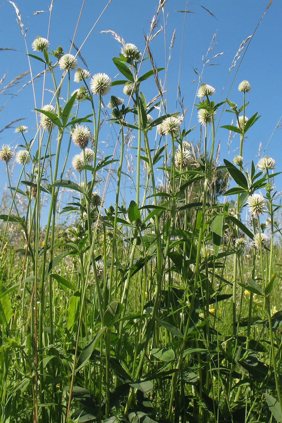 Изображение особи Trifolium montanum.