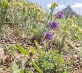 Salvia verticillata