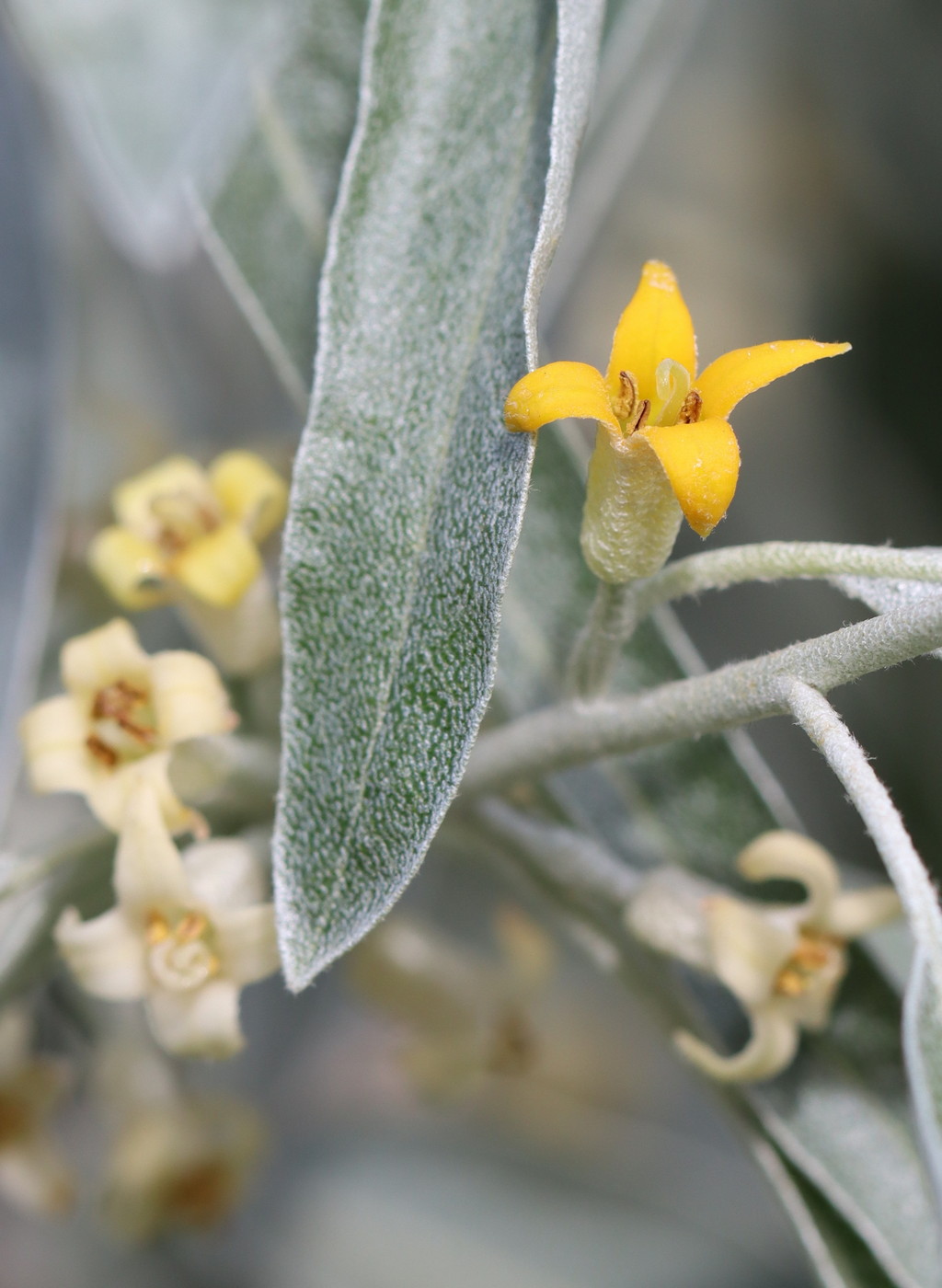 Image of Elaeagnus angustifolia specimen.