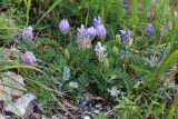 Astragalus marinus