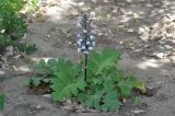 Acanthus mollis