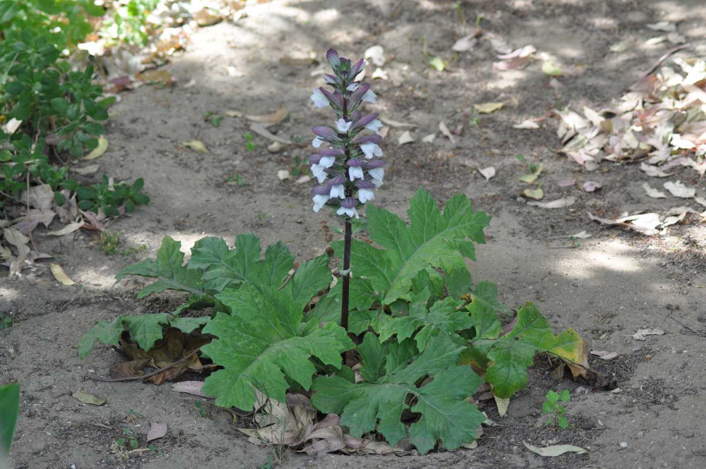 Image of Acanthus mollis specimen.