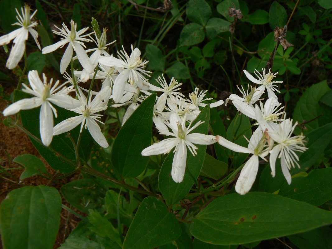 Image of Clematis mandshurica specimen.