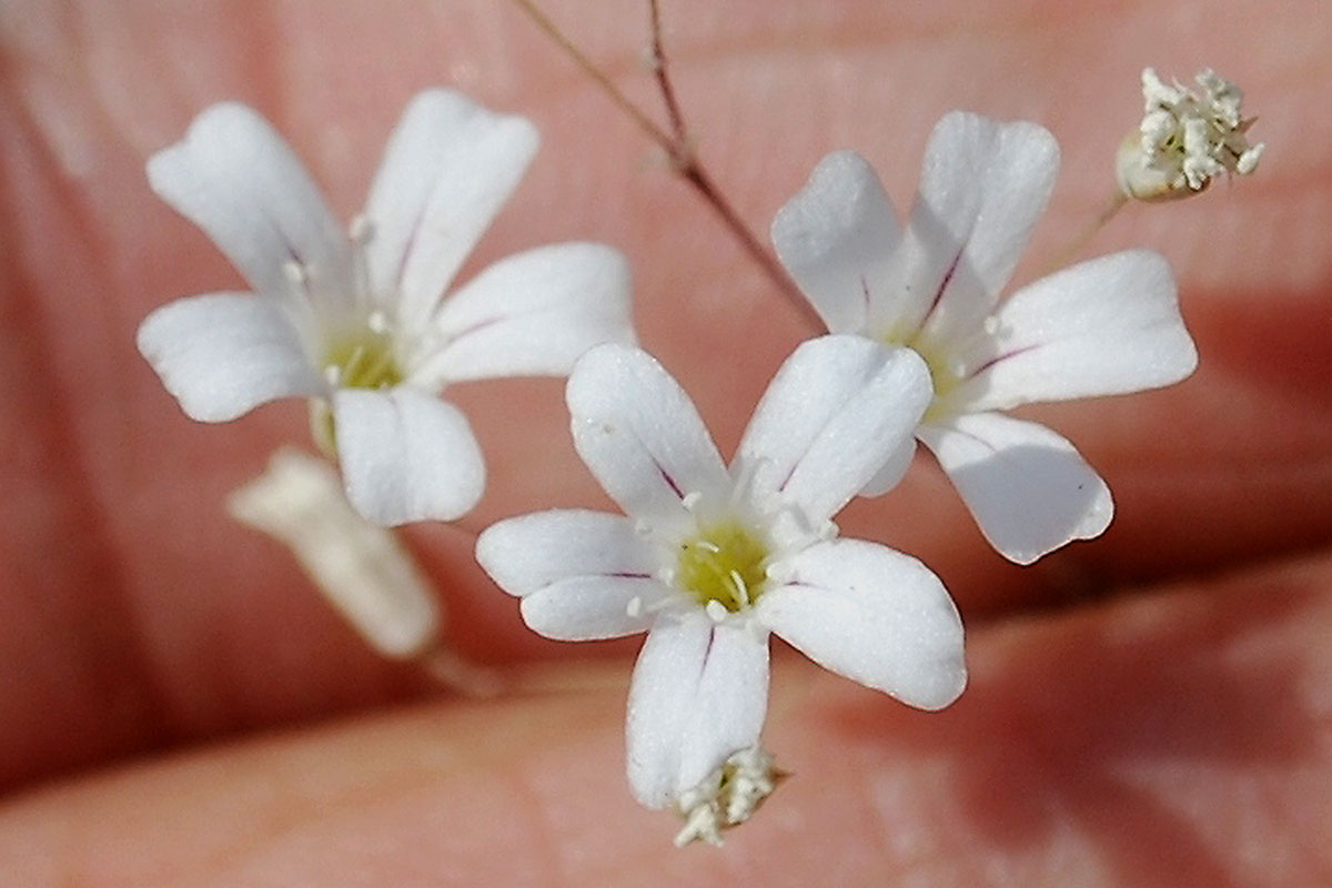 Image of Bolbosaponaria intricata specimen.