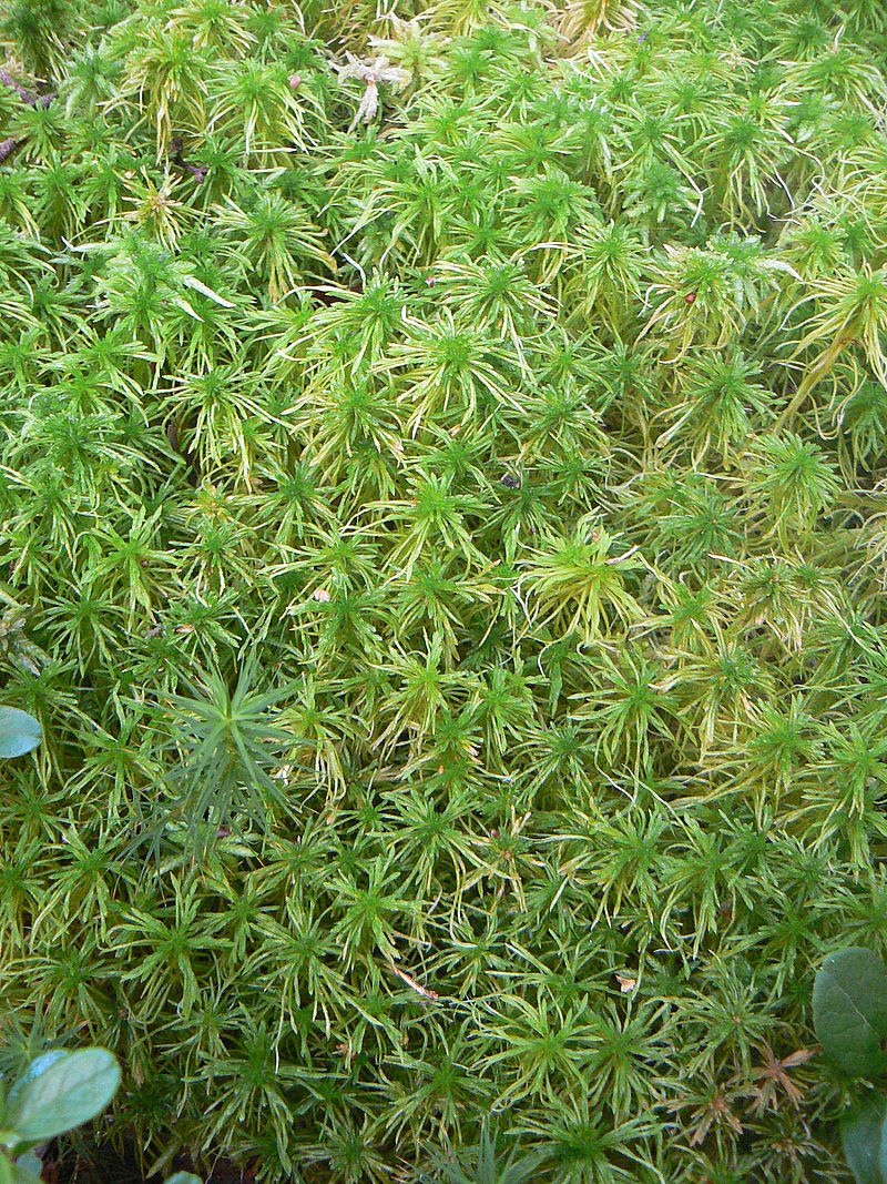 Image of Sphagnum girgensohnii specimen.