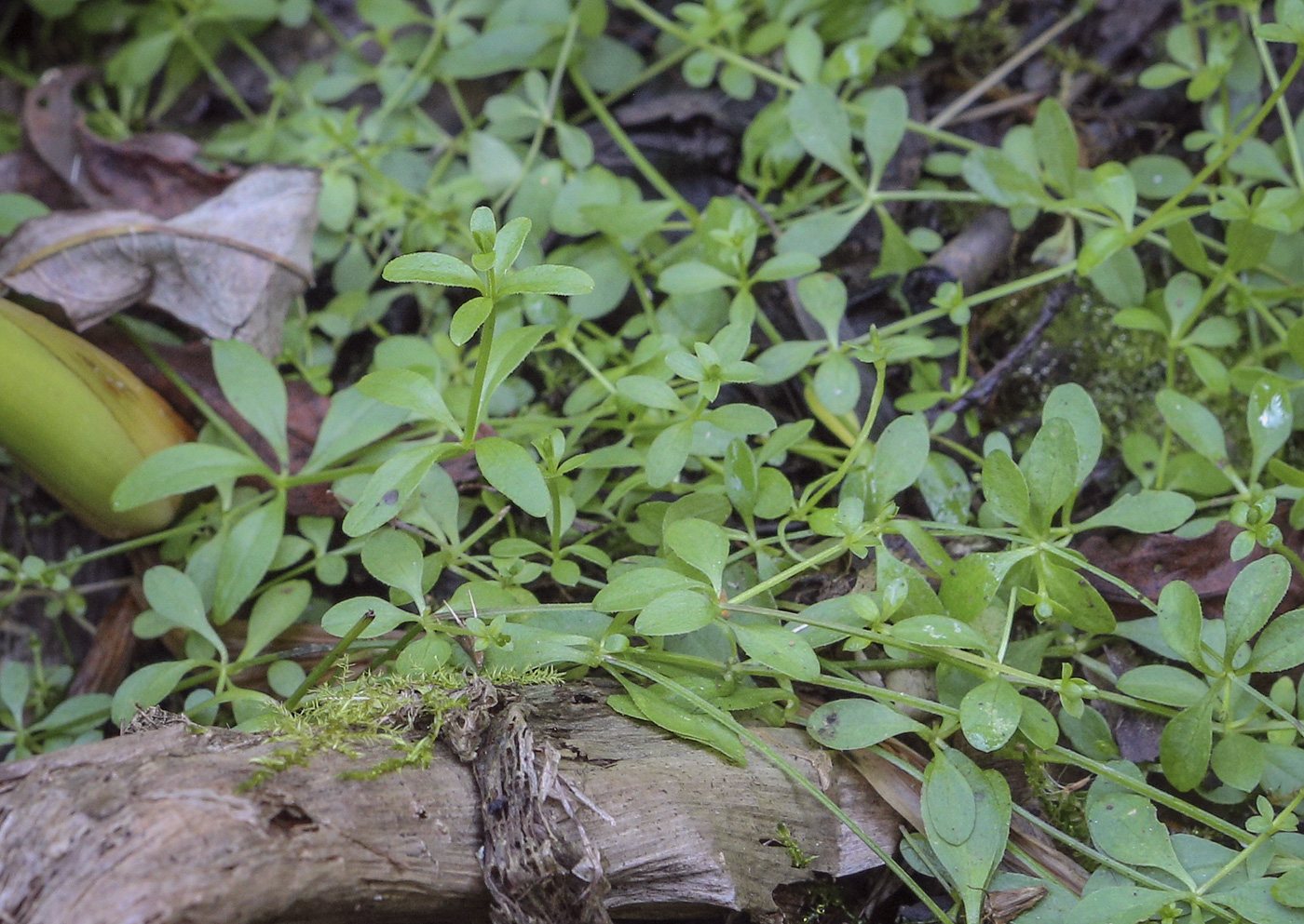 Image of Galium palustre specimen.