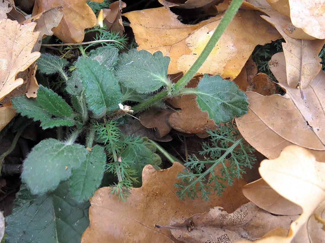 Изображение особи Betonica officinalis.