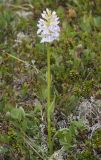 Dactylorhiza maculata