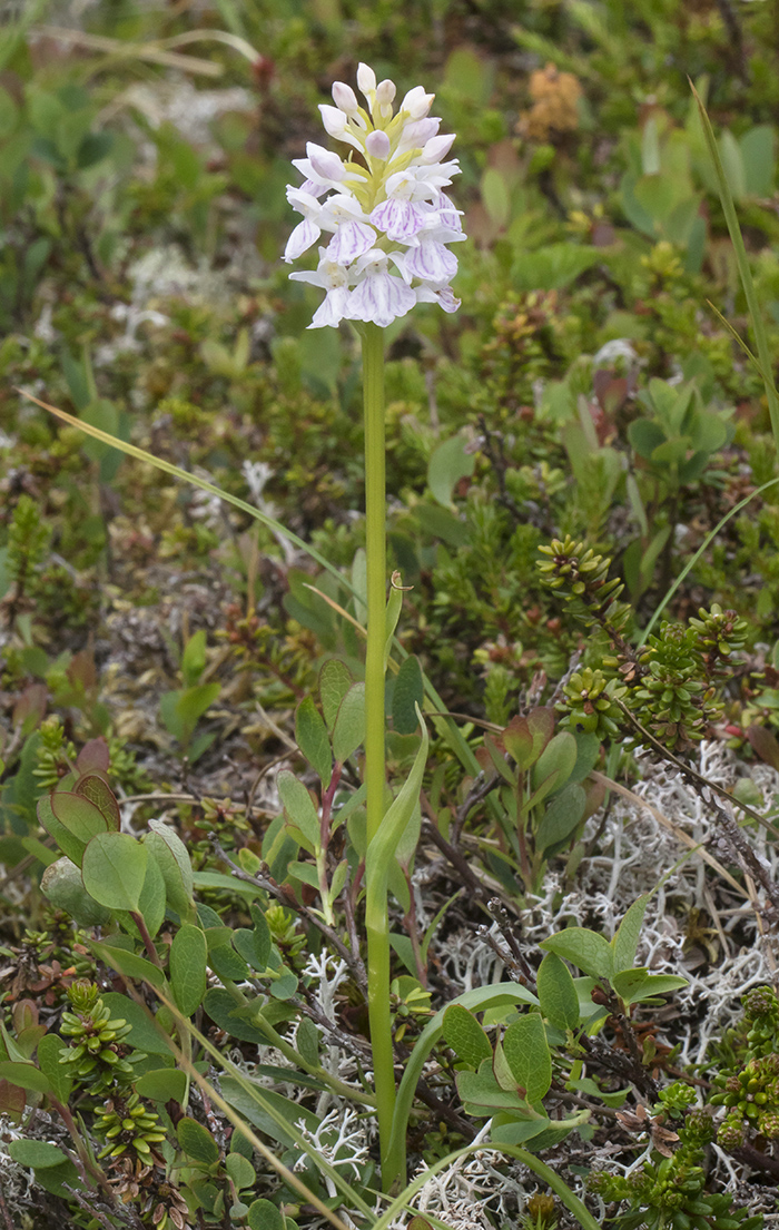 Изображение особи Dactylorhiza maculata.