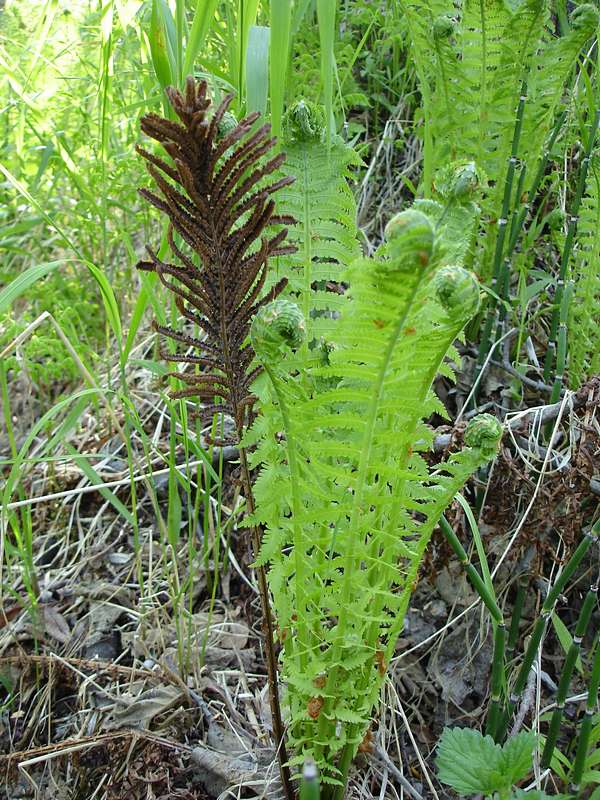 Изображение особи Matteuccia struthiopteris.