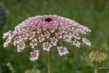 Daucus carota. Соцветие. Израиль, лес Бен-Шемен. 20.04.2019.