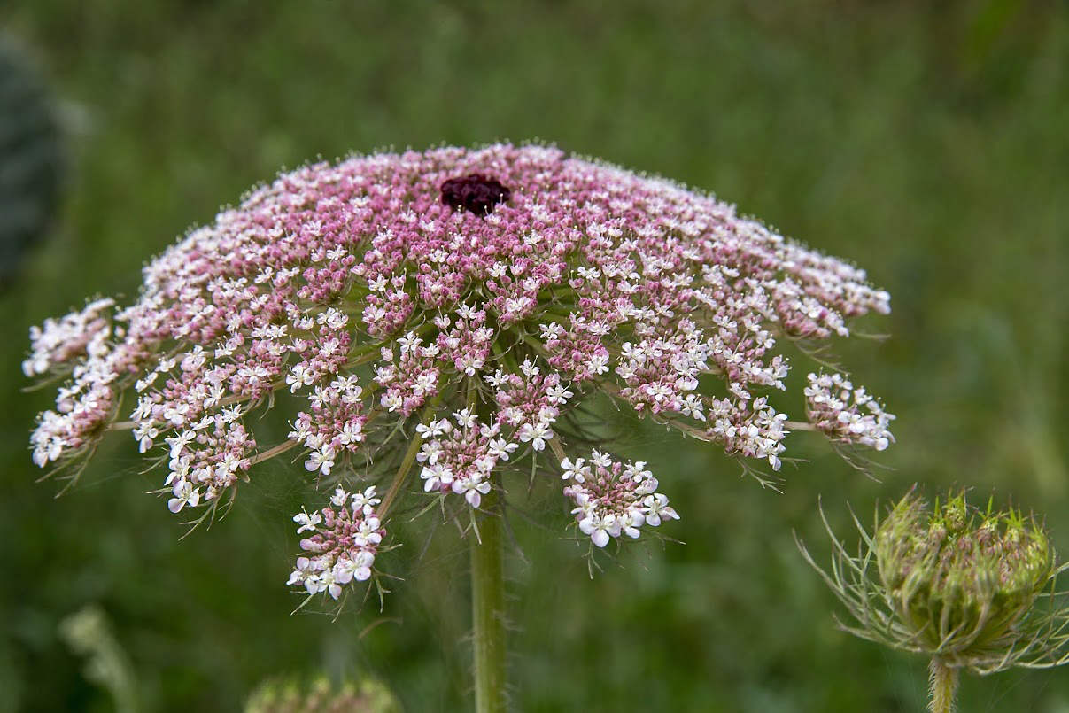 Изображение особи Daucus carota.