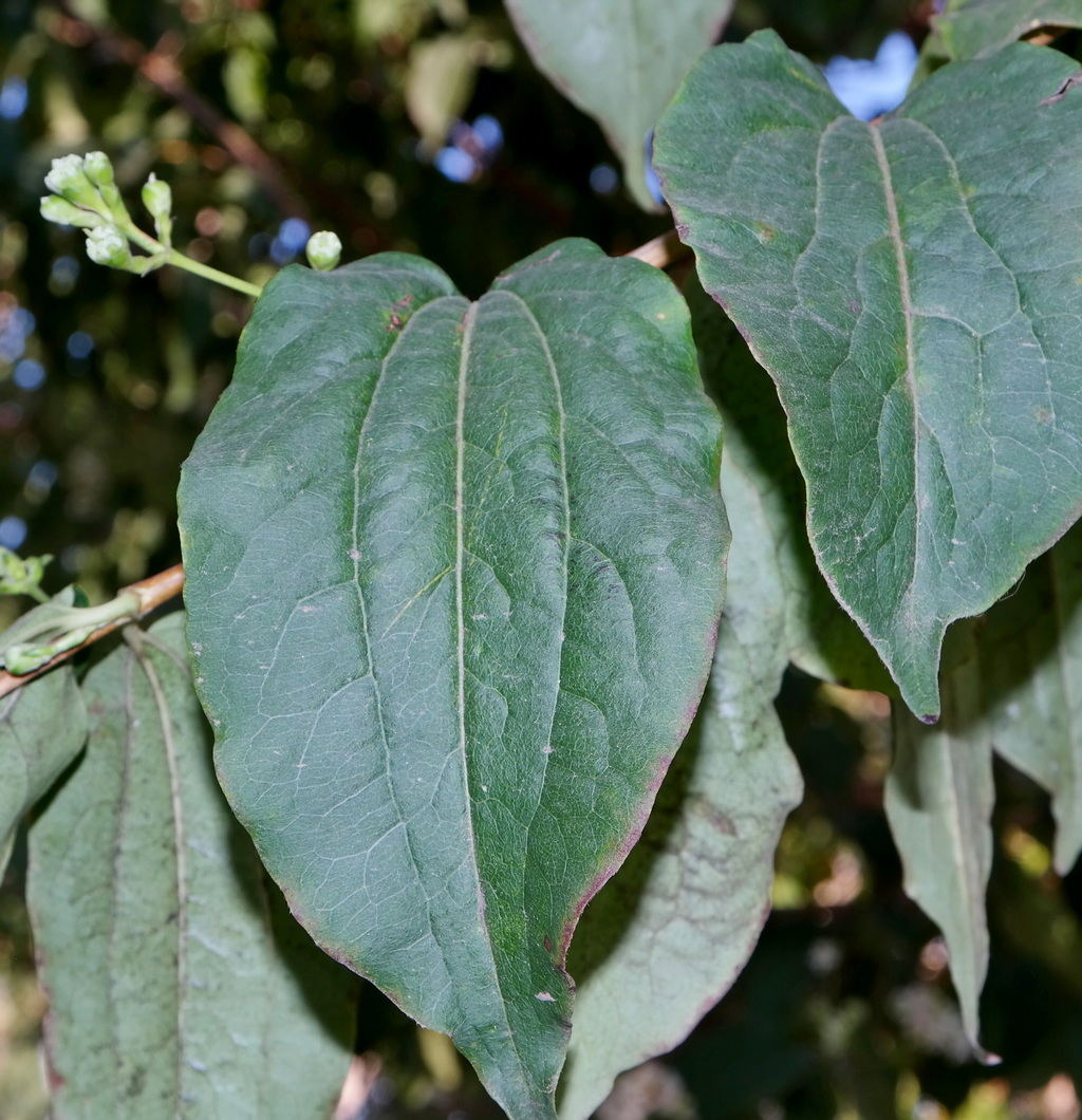 Image of Heptacodium miconioides specimen.