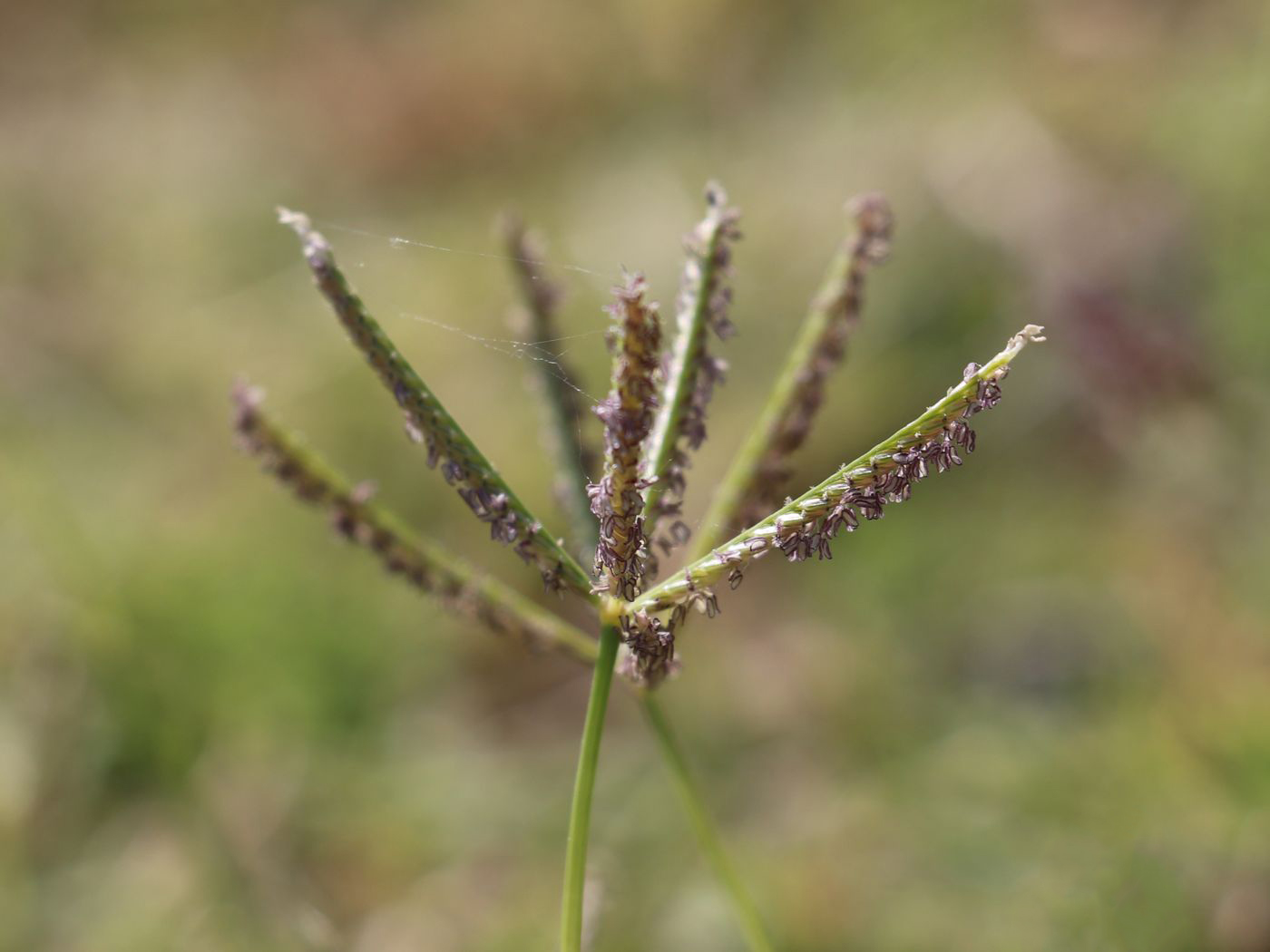 Image of Cynodon dactylon specimen.