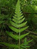 Dryopteris cristata
