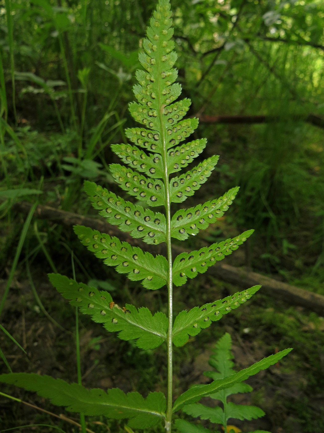 Изображение особи Dryopteris cristata.