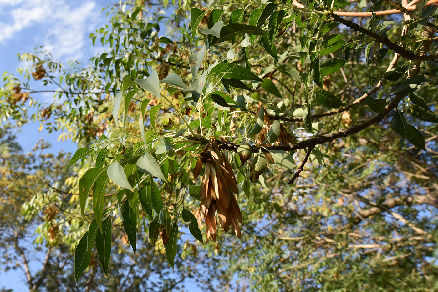 Изображение особи Fraxinus sogdiana.