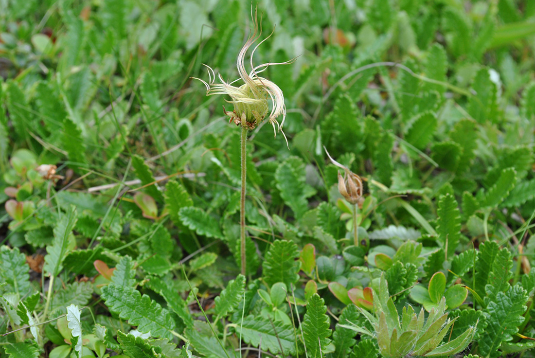 Изображение особи Dryas oxyodonta.