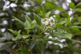 Viburnum tinus. Верхушка веточки с соцветием. Краснодарский край, г. Сочи, парк \"Дендрарий\", невдалеке от южного входа в парк, в культуре. 11.05.2021.