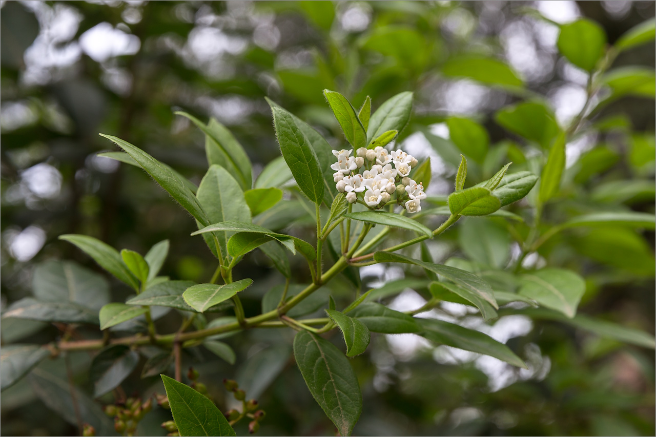 Изображение особи Viburnum tinus.