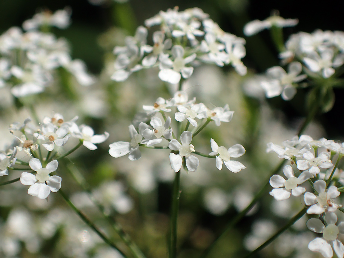 Изображение особи Anthriscus sylvestris.