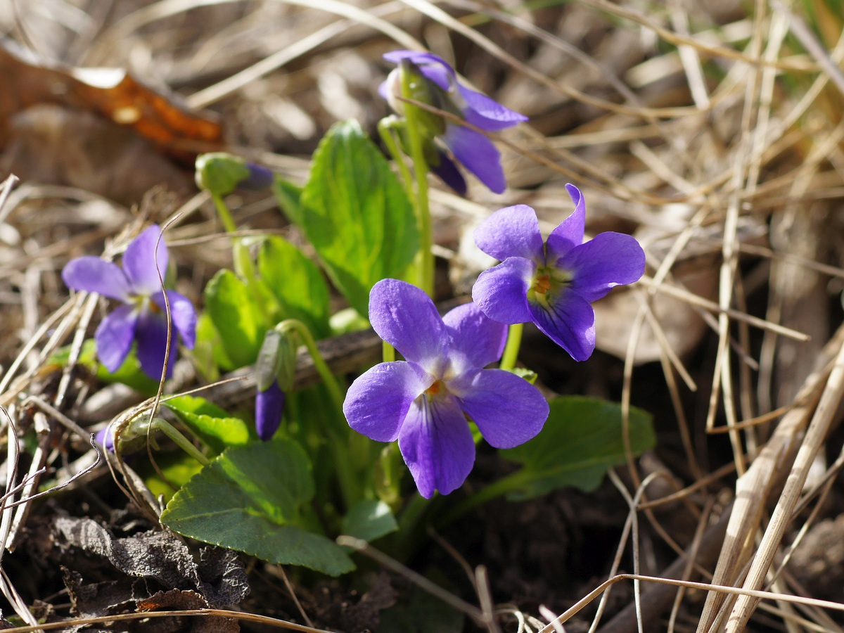 Изображение особи Viola ambigua.