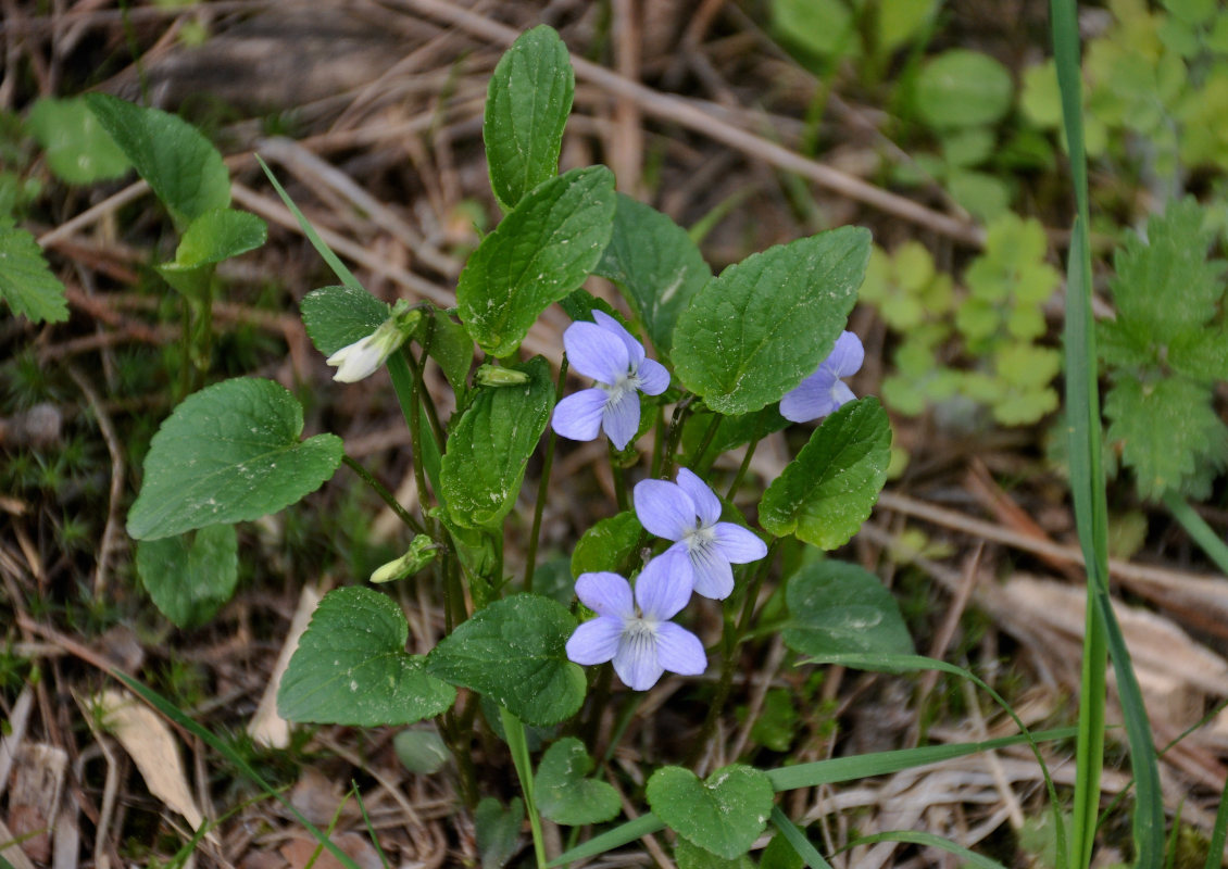 Image of Viola canina specimen.