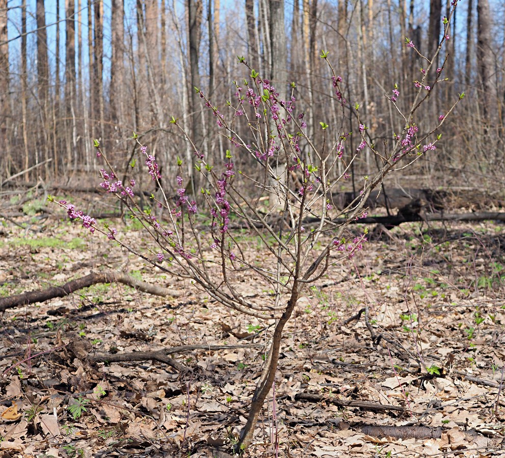 Image of Daphne mezereum specimen.