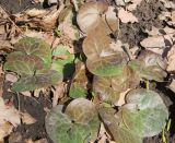 Asarum europaeum