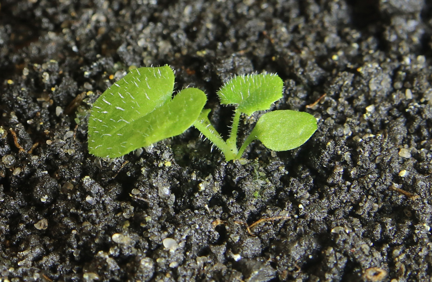Image of Doronicum orientale specimen.