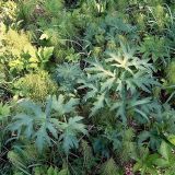 Heracleum sibiricum. Прикорневые листья. Чувашия, окр. г. Шумерля, пойма р. Сура, ниже устья р. Мочалка. 21 мая 2005 г.