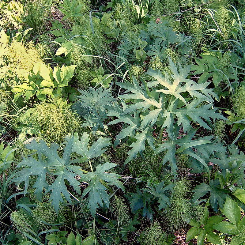 Image of Heracleum sibiricum specimen.