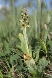 Dactylorhiza viridis. Цветущее растение. Крым, Тырке яйла, луговина на склоне. 05.06.2022.