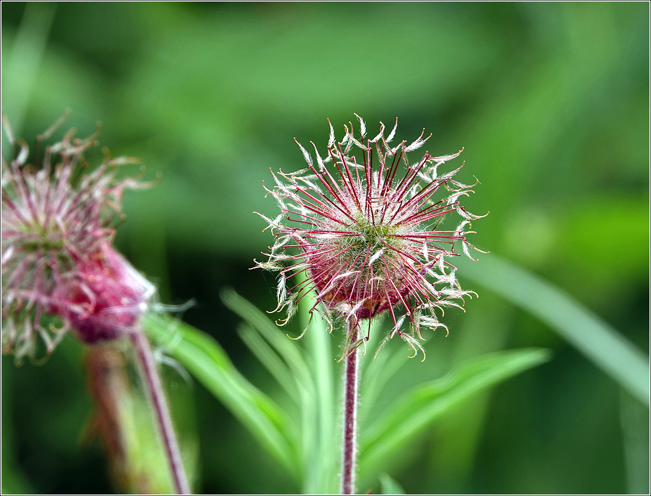 Image of Geum rivale specimen.