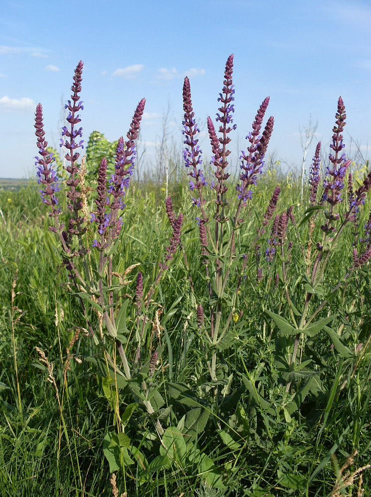 Изображение особи Salvia tesquicola.