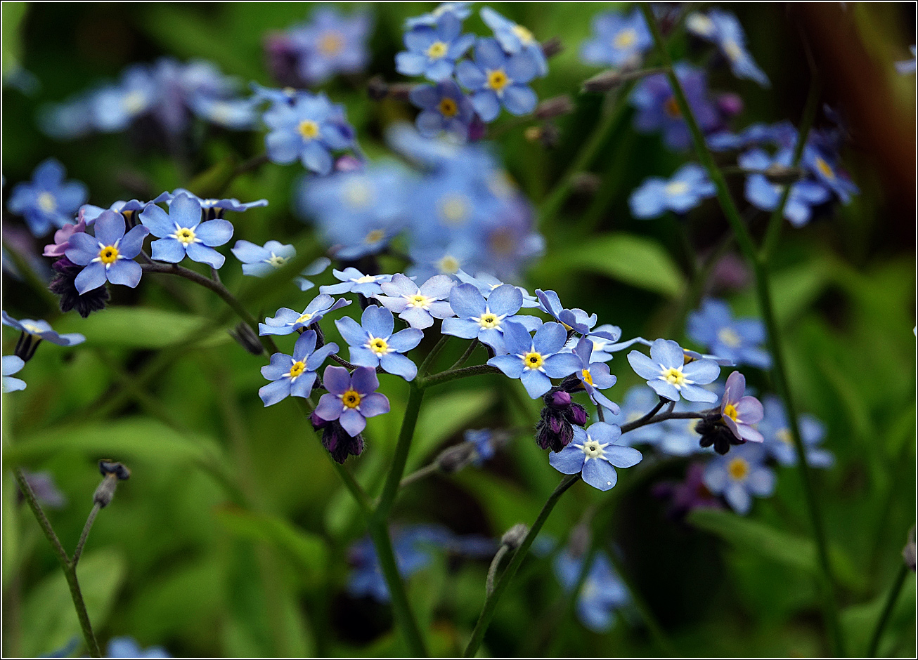 Image of Myosotis sylvatica specimen.