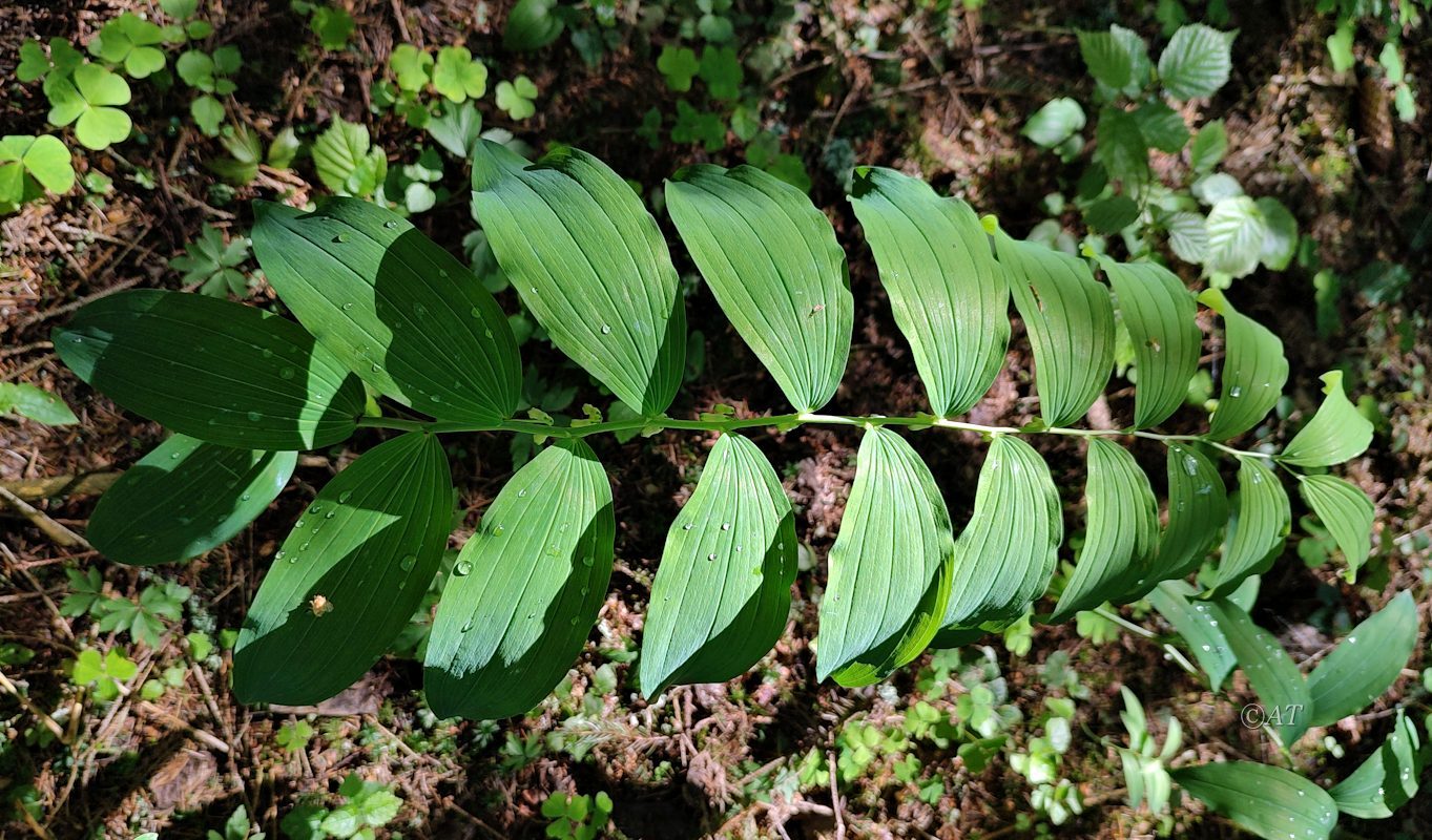 Image of Polygonatum multiflorum specimen.